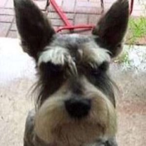 Meet your Posher, Noah